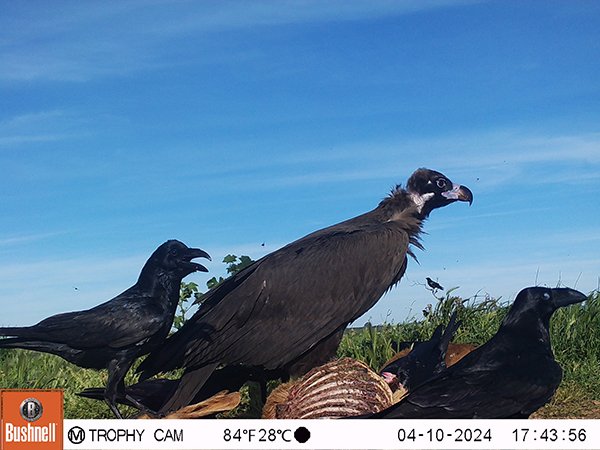 M2E183A1L217-591.0939941-237.0260009