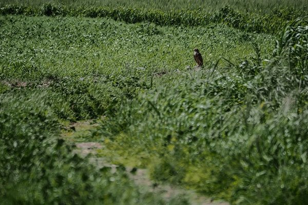 Continuamos con la campaña del aguilucho cenizo
