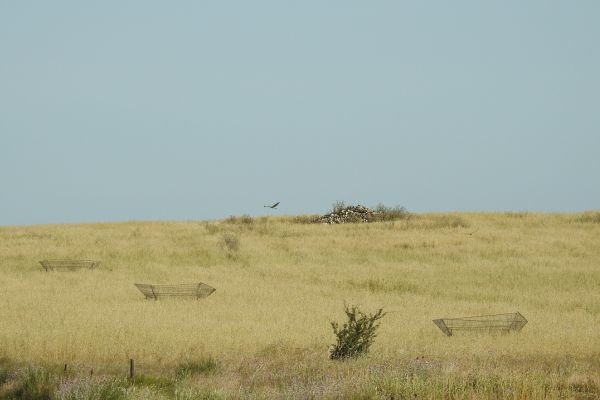 Seguimos avanzando en la detección y protección de nidos de aguilucho cenizo