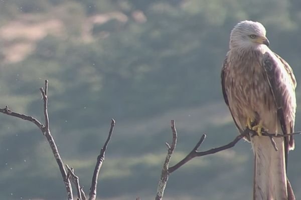 Milvus milvus