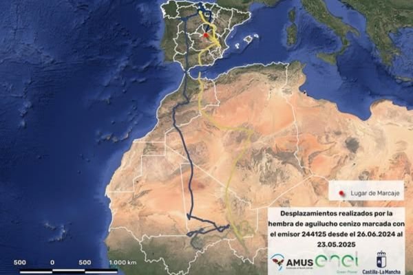 Hoy os venimos a contar la historia de esta hembra de aguilucho cenizo…