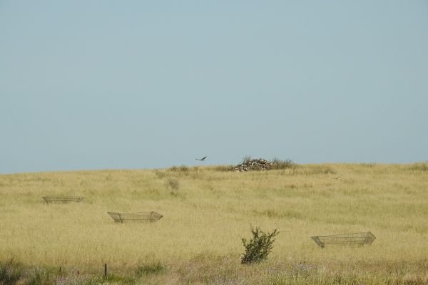 Seguimos protegiendo al aguilucho cenizo en plena campaña de cría.