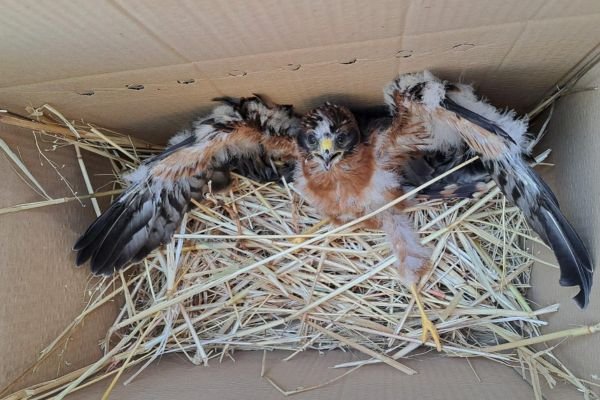 Con la llegada del verano, comienza la cosecha en los campos de cereal…