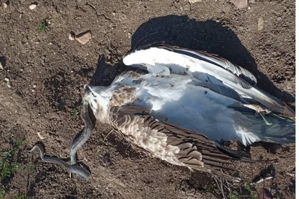 Las electrocuciones de aves son una de las amenazas más serias…