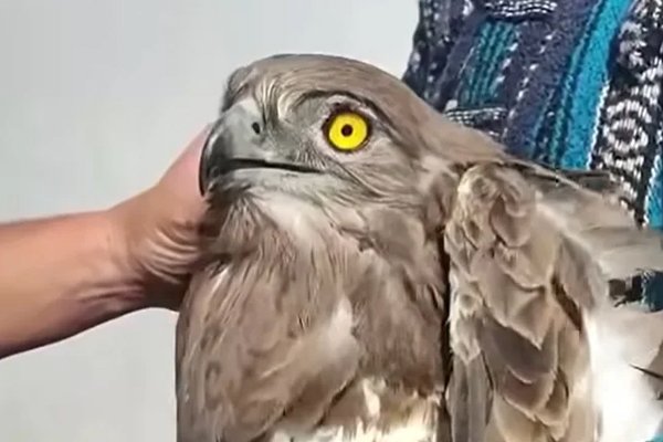 Águila culebrera (Circaetus gallicus)