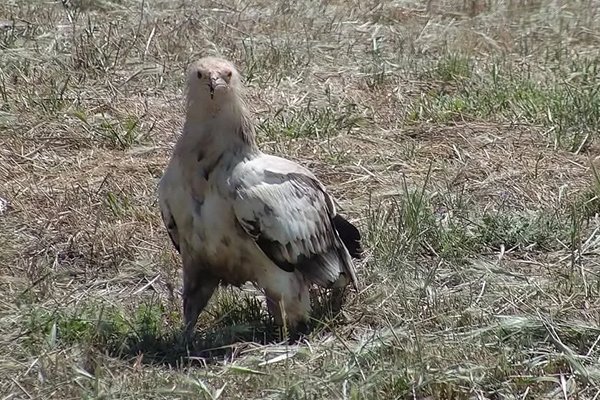 Alimoche joven en el muladar