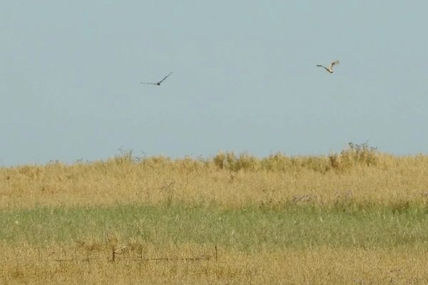 Campaña de cría del aguilucho cenizo