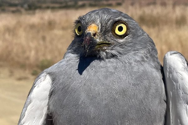 ¡Un cenizo al sur del “ojo de África”!