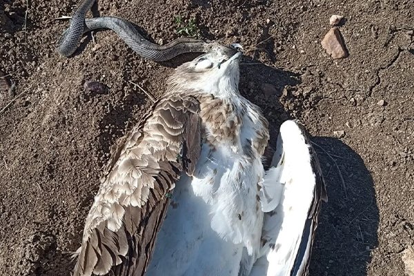 Las electrocuciones: una de las amenazas más serias