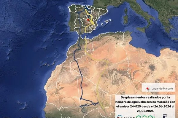 La historia de una hembra de aguilucho cenizo