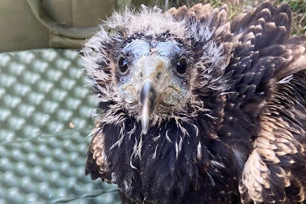 Migración de jóvenes alimoches