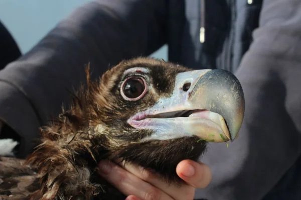 Estudio de seguimiento de buitre negro