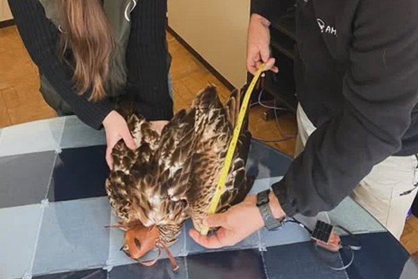 El viaje de un milano real: una historia de recuperación y futuro compartido