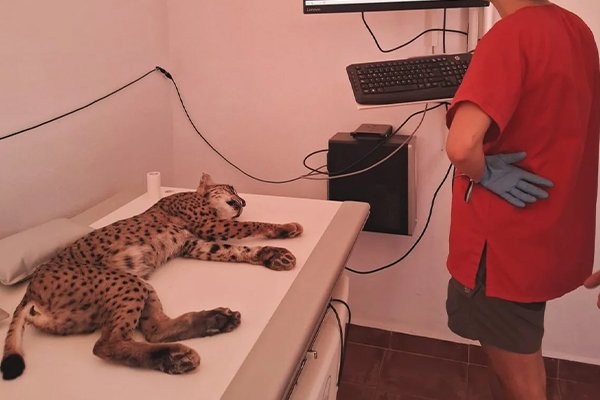 Vírgula, la joven hembra de lince ibérico