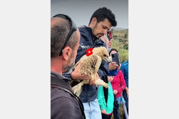 Lluvia era un águila imperial ibérica….