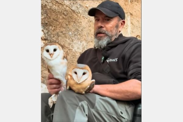 Las lechuzas, las compañeras de la noche