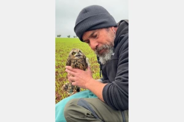 Lechuza campestre (Asio flammeus)