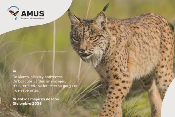 Felices fiestas y próspero año nuevo