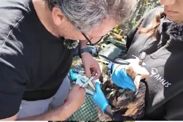 Marcaje con GPS de alimoches (Neophron percnopterus)