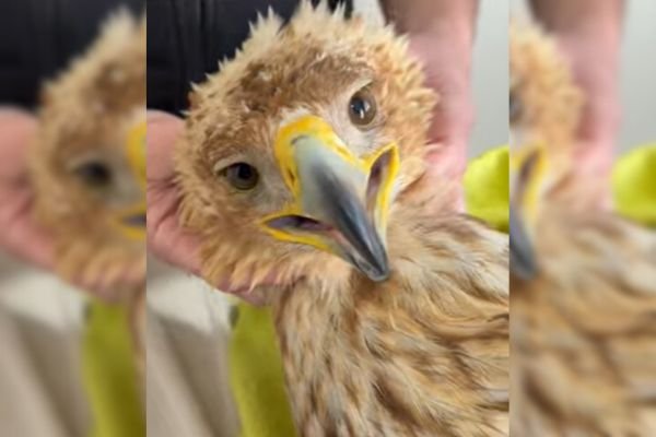 El gran problema de los tendidos eléctricos