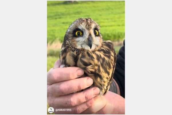 Final feliz para esta lechuza campestre