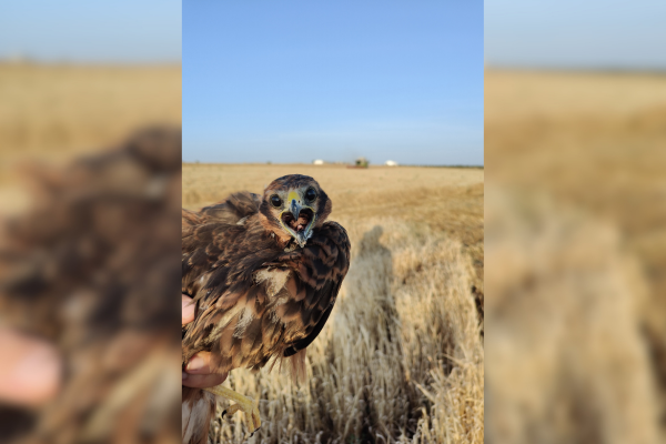 El proyecto LIFE SOS Pygargus aboga por el registro y el intercambio de datos para salvar al aguilucho cenizo de la extinción