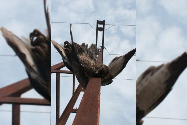 Desde la plataforma SOS Tendidos Eléctricos pedimos al MITECO la aprobación urgente de un nuevo real decreto para frenar la muerte masiva de aves.