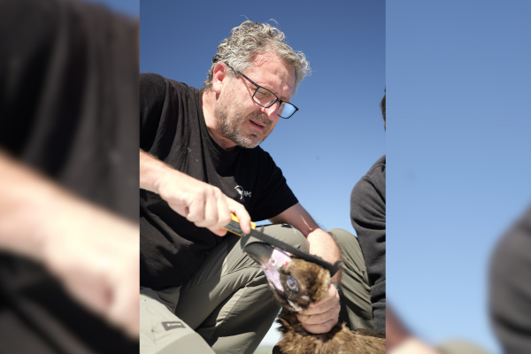 Seguimiento de buitres negros