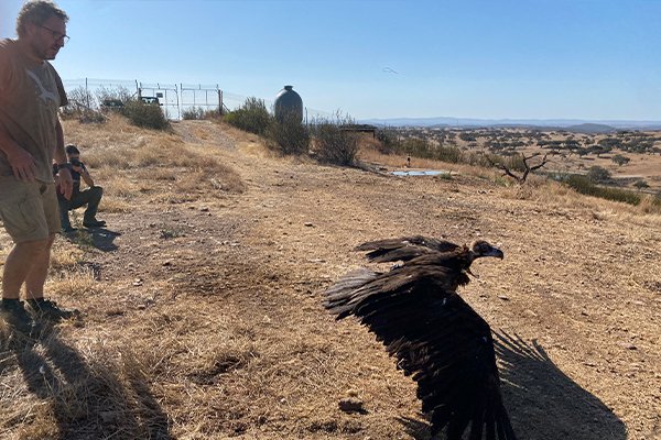 endesa buitres negros 2