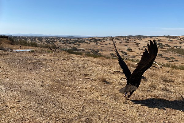 endesa buitres negros 3