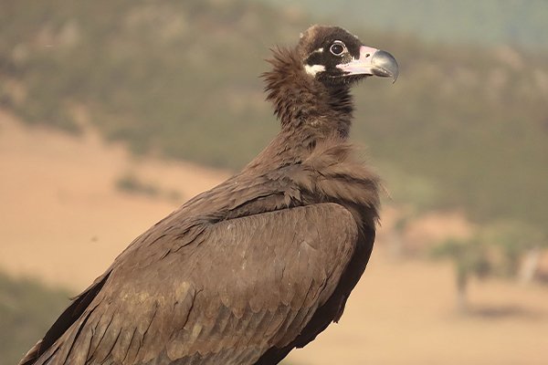 endesa buitres negros 4