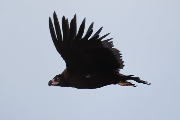 endesa buitres negros 5