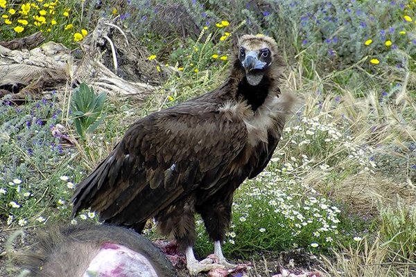 endesa buitres negros 6