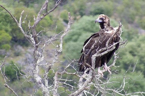 endesa buitres negros 7