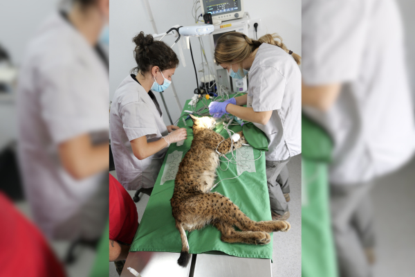 AMUS refuerza su papel clave en la conservación del lince ibérico en Extremadura