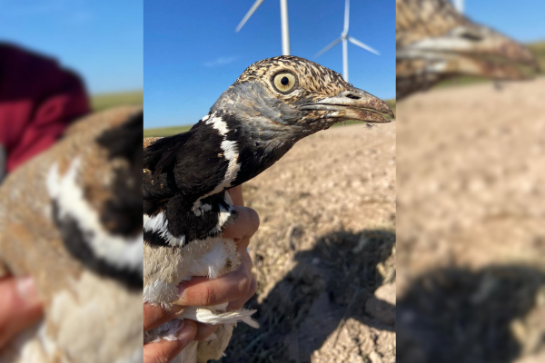 Avances en el proyecto de conservación del sisón en el norte de Málaga