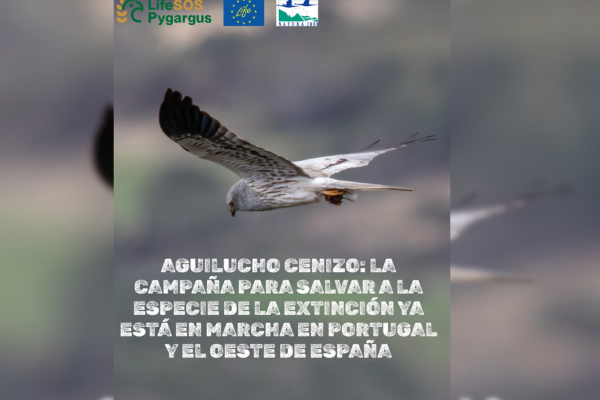 La campaña «Salvemos al aguilucho cenizo» ya está en marcha en Portugal y el oeste de España