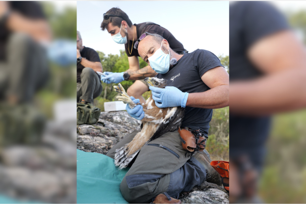 Marcaje de una de las rapaces más emblemáticas de nuestra fauna