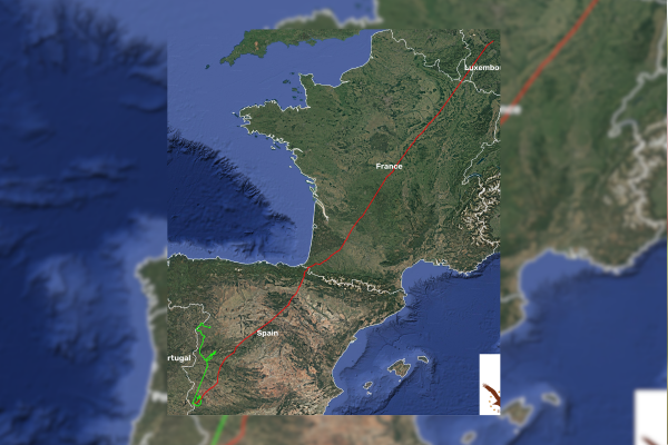 Recorridos de los milanos reales liberados