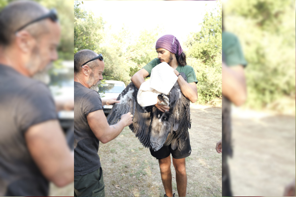 11 buitres negros viajan a Bulgaria para su posterior reintroducción.