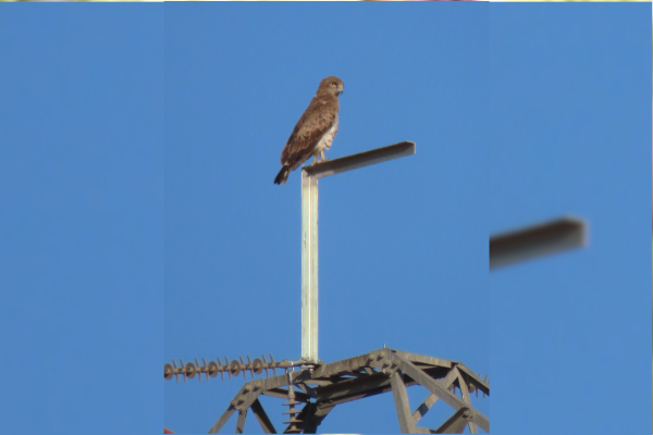 Un paisaje más seguro para las aves: el éxito de la corrección de apoyos eléctricos