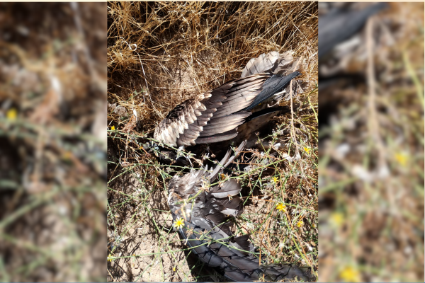 ALIMOCHE ELECTROCUTADO EN SEGOVIA
